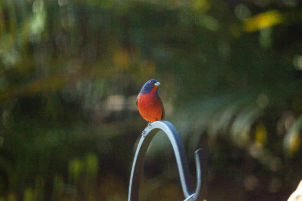 Красочный Самец Раскрашенной Птицы Passerina Ciris Кормушке Неаполе Флорида — стоковое фото