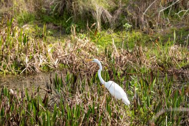 Büyük beyaz balıkçıl kuşu Casmerodius albusu Bonita Springs, Florida 'da bir bataklıkta yürüyor.