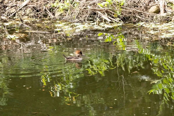 Betina Bertudung Merganser Bebek Lophodytes Cucullatus Berenang Air Naples Florida — Stok Foto