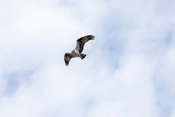 Fliegender Fischadler Pandion Haliaetus Mit Einem Gefressenen Fisch Seinen Krallen — Stockfoto