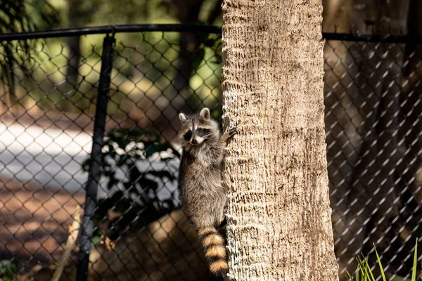 Neugieriges Waschbärbaby Procyon Lotor Auf Einem Baum Bonita Springs Florida — Stockfoto