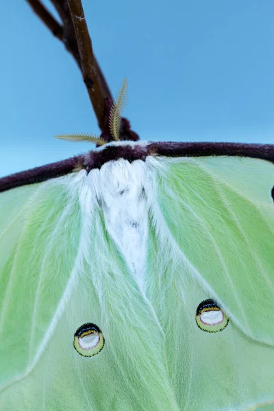 Detailní Záběr Jasně Zeleného Křídla Motýla Actias Luna Portlandu Maine — Stock fotografie