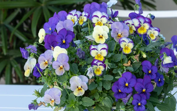 Cama Flores Violetas Africanas Streptocarpus Ionanthus Agrupadas Una Maceta Jardín — Foto de Stock