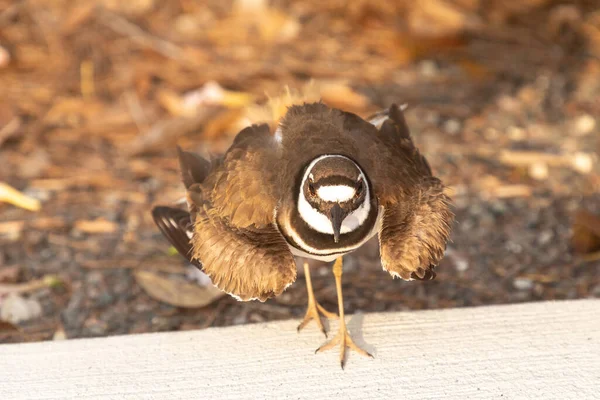 Nesting Killdeer Charadrius Vociferus Vrouwelijke Waadvogel Bewaakt Haar Nest Eieren — Stockfoto