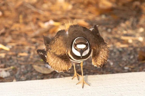 Hnízdění Killdeer Charadrius Vociferus Samice Brodící Pták Střeží Své Hnízdo — Stock fotografie