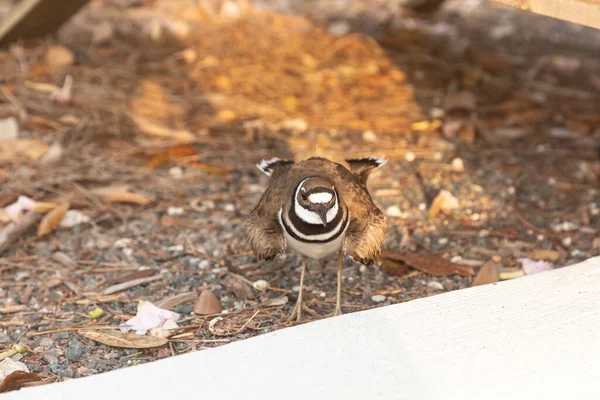 Bersarang Killdeer Charadrius Vociferus Perempuan Mengarungi Burung Penjaga Sarang Dan — Stok Foto