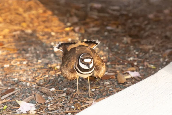 Nesting Killdeer Charadrius Vociferus Fêmea Pairando Pássaro Guarda Seu Ninho — Fotografia de Stock