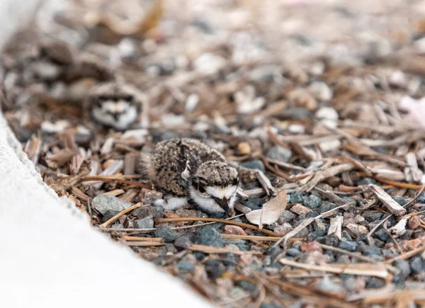 Piccolo Assassino Charadrius Vociferus Giace Vicino Loro Nido Sarasota Florida — Foto Stock