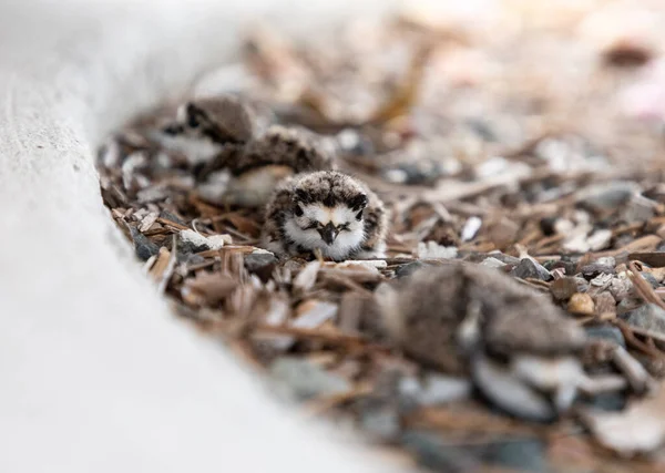 Matador Bebês Charadrius Vociferus Está Perto Seu Ninho Sarasota Flórida — Fotografia de Stock