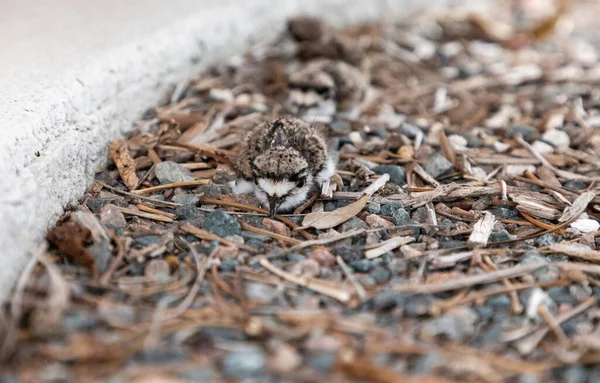 Bebé Asesino Charadrius Vociferus Yace Cerca Nido Sarasota Florida — Foto de Stock