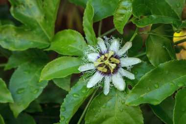 Passiflora edulis adlı bir tutku meyvesi üzümünde mor ve beyaz çiçek ve Sarasota, Florida 'da Possum Purple..