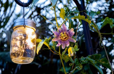 Passiflora adındaki mor tutku çiçeği, Florida, Sarasota 'da parıldayan bir bahçe mason kavanozu ışığıyla bir direkte çiçek açıyor..