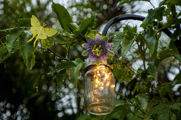 Luna Moth perches on the vine of a purple passionflower called Passiflora incarnate blooms on a post with a fairy garden mason jar light glowing in Sarasota, Florida.