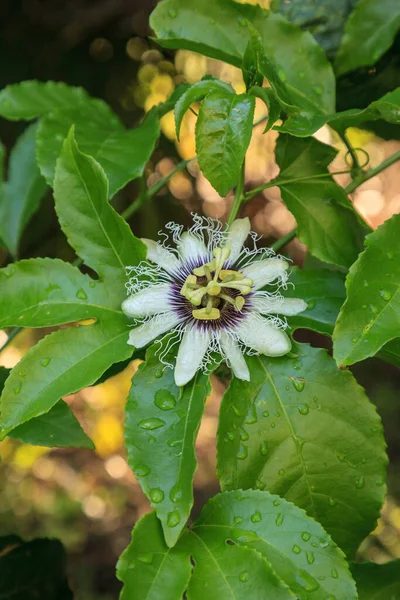 Passiflora Edulis Adlı Bir Tutku Meyvesi Üzümünde Mor Beyaz Çiçek — Stok fotoğraf