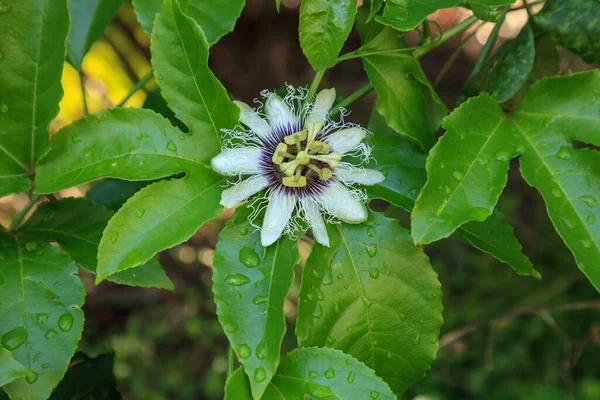 Purple White Flower Passion Fruit Vine Called Passiflora Edulis Possum — Stock Photo, Image