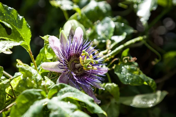 Passiflora Edulis Adlı Bir Tutku Meyvesi Üzümünde Mor Beyaz Çiçek — Stok fotoğraf