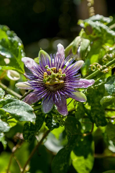 Flor Púrpura Blanca Una Vid Maracuyá Llamada Passiflora Edulis Possum — Foto de Stock