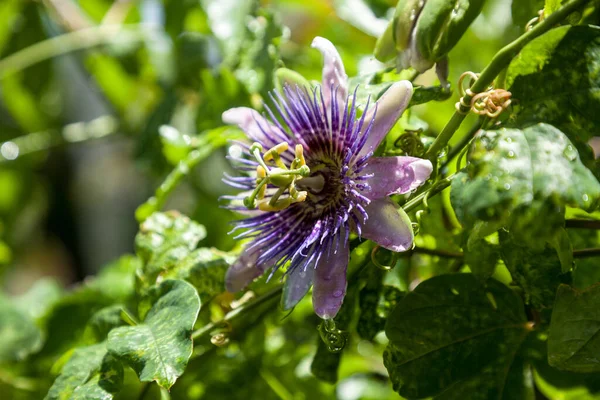 Flor Púrpura Blanca Una Vid Maracuyá Llamada Passiflora Edulis Possum — Foto de Stock