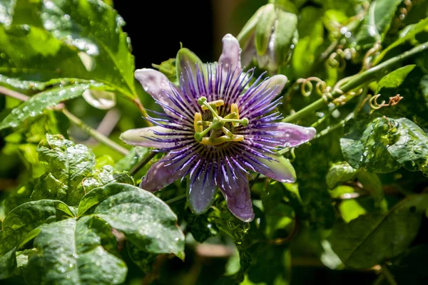 Flor Púrpura Blanca Una Vid Maracuyá Llamada Passiflora Edulis Possum — Foto de Stock