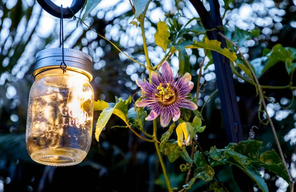 Lila Passionsblume Namens Passiflora Inkarnierte Blüht Auf Einem Pfosten Mit Stockbild