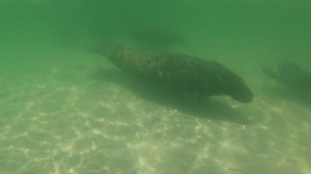 Group Seven Florida Manatees Glide Ocean Female Coast Bonita Beach — ストック動画