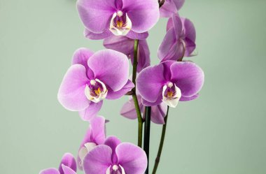 İzole olmuş mor falanopsis orkideleri baharda beyaz bir merkez çiçek açar..