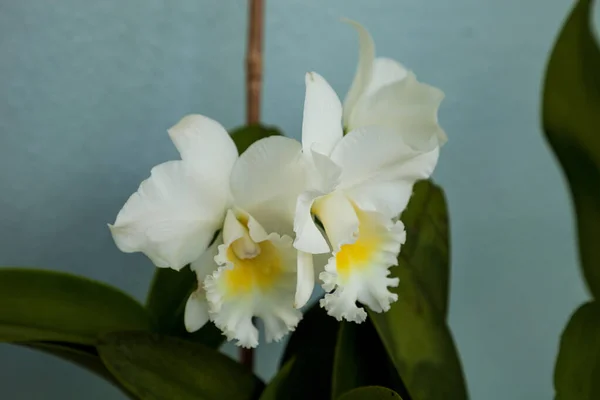 Three Fragrant White Cattleya Orchid Flowers Bloom Blue Background Summer — 图库照片