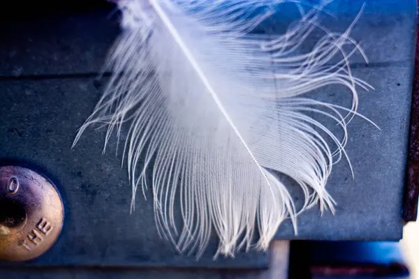 Beyaz arkaplanda tüy