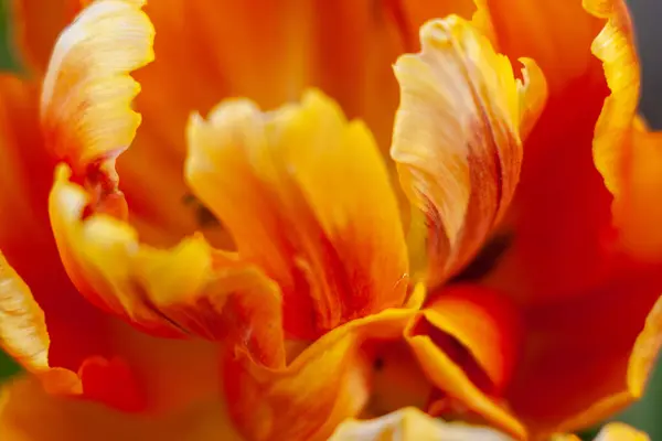 Bahçedeki güzel sarı lale çiçeği