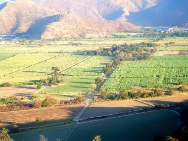 Şeker kamışı tarlalarının geniş görünümü
