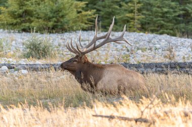 Boğa Geyiği (Wapiti), (Cervus canadensis) ineklerin haremini koruyor, Bow River, Canmore, Alberta, Kanada,