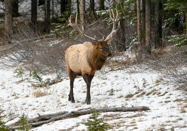 Boğa Geyiği (Wapiti), (Cervus canadensis) Minnewanka loop, Banff National Park, Alberta, Kanada