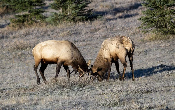 Dois Jovens Bull Elk Wapiti Cervus Canadensis Lutando Por Domínio — Fotografia de Stock