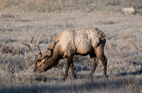 Bull Elk Wapiti Cervus Canadensis Ταΐζοντας Ένα Φθινοπωρινό Πρωινό Minnewanka — Φωτογραφία Αρχείου