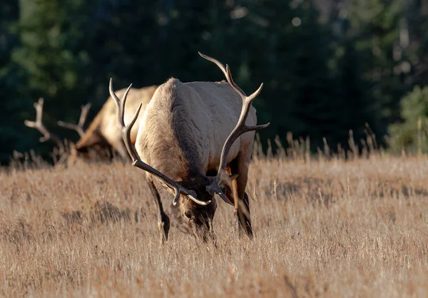 Young Bull Elk Wapiti Cervus Canadensis Alimentando Minnewanka Loop Banff — Fotografia de Stock