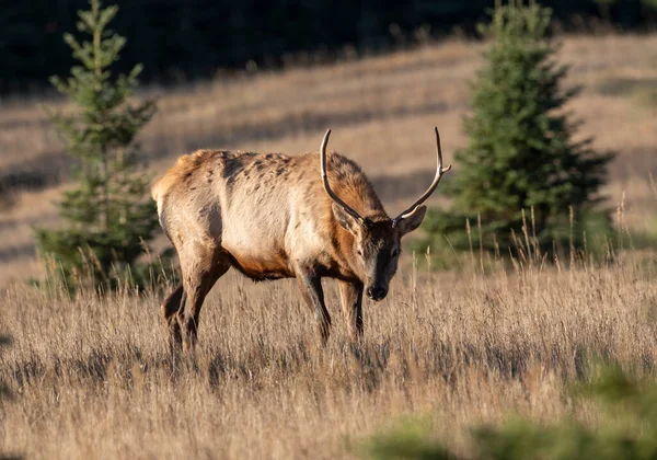 Young Bull Elk Wapiti Cervus Canadensis Standing Meadow Minnewanka Loop — Stock Photo, Image