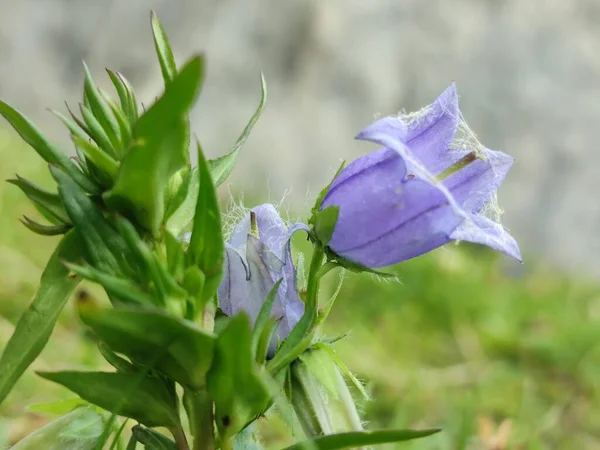 Bergbloem Natuur Foto — Stockfoto