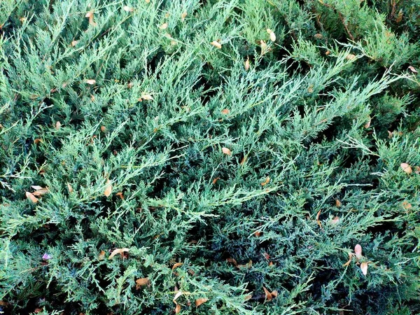 Green Moss Ground — Stock Photo, Image