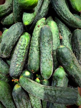 Beyaz arka planda taze salatalıklar.