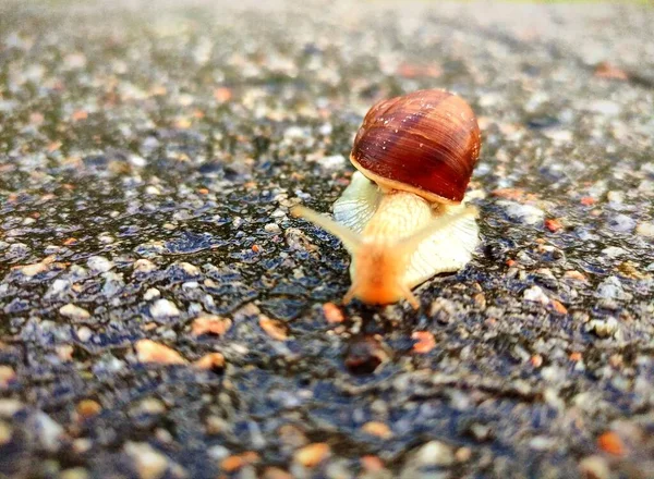 Caracol Chão — Fotografia de Stock