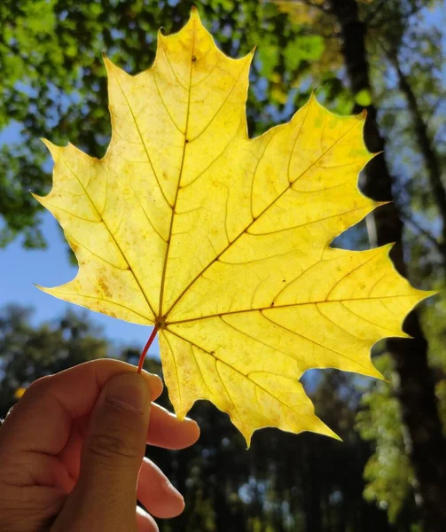 Hand Holding Autumnal Maple Leaf — Stock Photo, Image