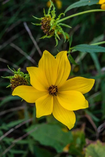 Yazın Son Çiçeği Richard Nixon County Park York County Pennsylvania — Stok fotoğraf