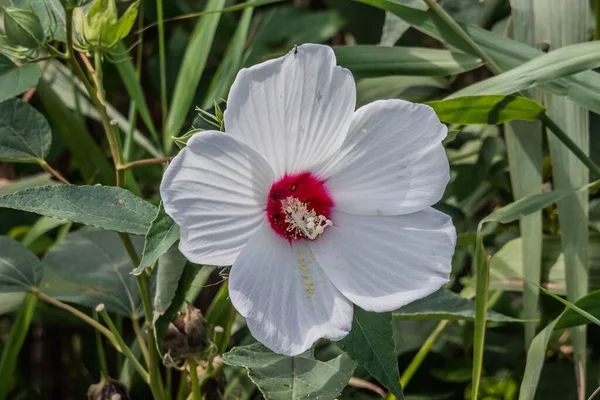 Bloom Williams Gölü York County Pennsylvania Abd Daimi Hibiscus — Stok fotoğraf