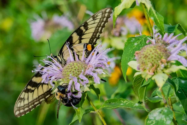 美国宾夕法尼亚州约克郡威廉姆斯湖燕尾蝶和蜜蜂 — 图库照片