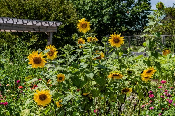 Tournesols Bloom Adams Comté Pennsylvanie États Unis — Photo