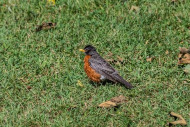 Robin in the Grass, Lake Williams, York County, Pennsylvania, ABD