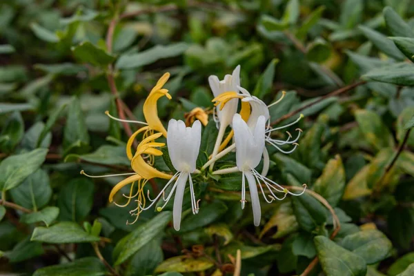 Close Van Honeysuckle Bloom Gettysburg National Military Park Pennsylvania Verenigde — Stockfoto