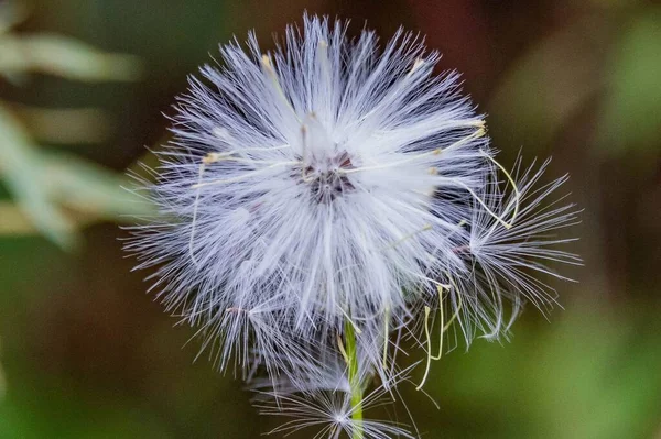 Cats Ear Plant Richard Nixon County Park York Clounty Pensilvânia — Fotografia de Stock