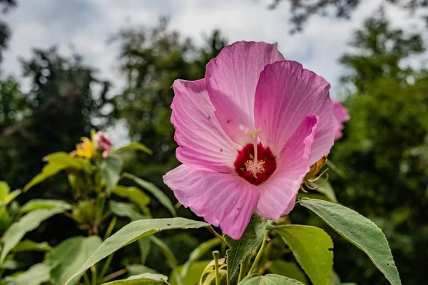 Bloom Daki Pembe Hibiscus Çiçeği Williams Gölü York County Pennsylvania — Stok fotoğraf