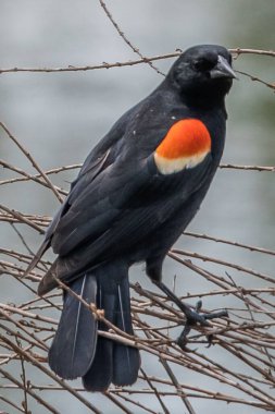 Wetlands 'da Kırmızı Kanatlı Karatavuk Tüneği, William Kain County Park, York County, Pennsylvania, ABD